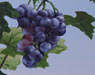 нарисованный виноград на стене